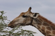 giraffe (6)